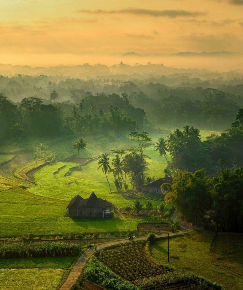 ochtend- zonsopkomst over- landelijk rijst- rijstveld veld- en boom in de vallei, levendig landelijk boerderij landschap markeren velden en van de natuur schoonheid. foto