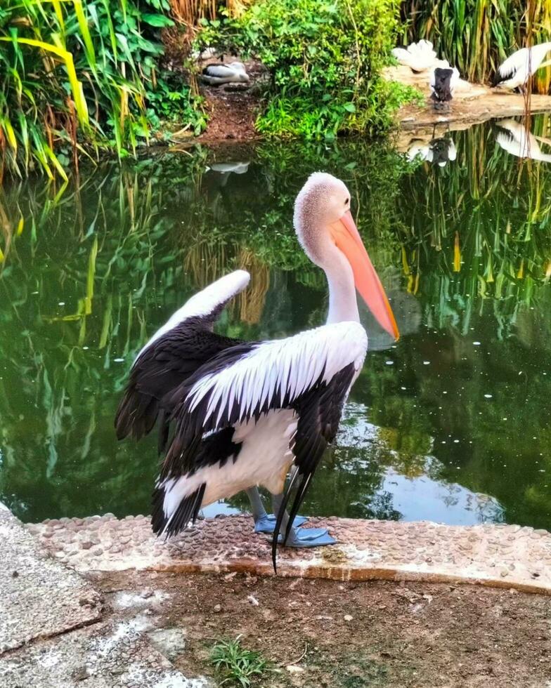 genadig pelikaan vogel schoonheid door de water foto