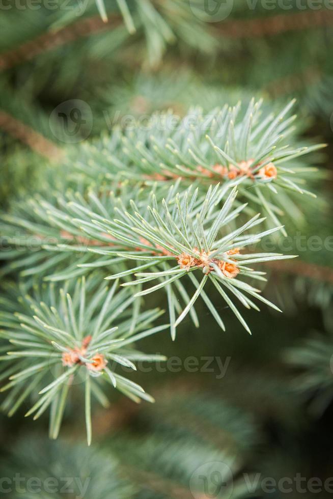 dennentak close-up foto