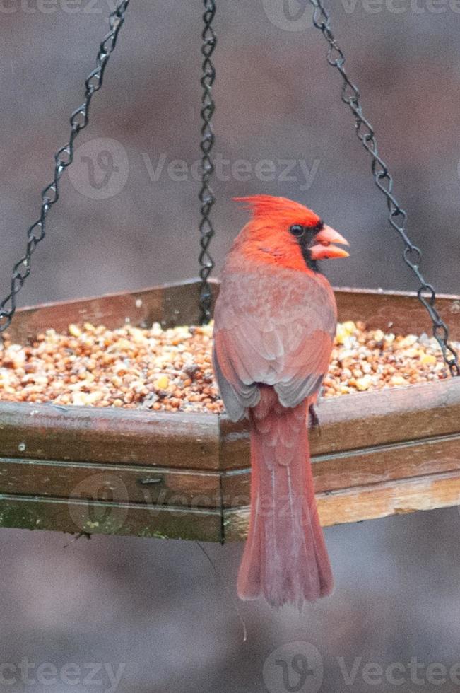 kardinaal voederen bij vogelvoeder in carolina foto