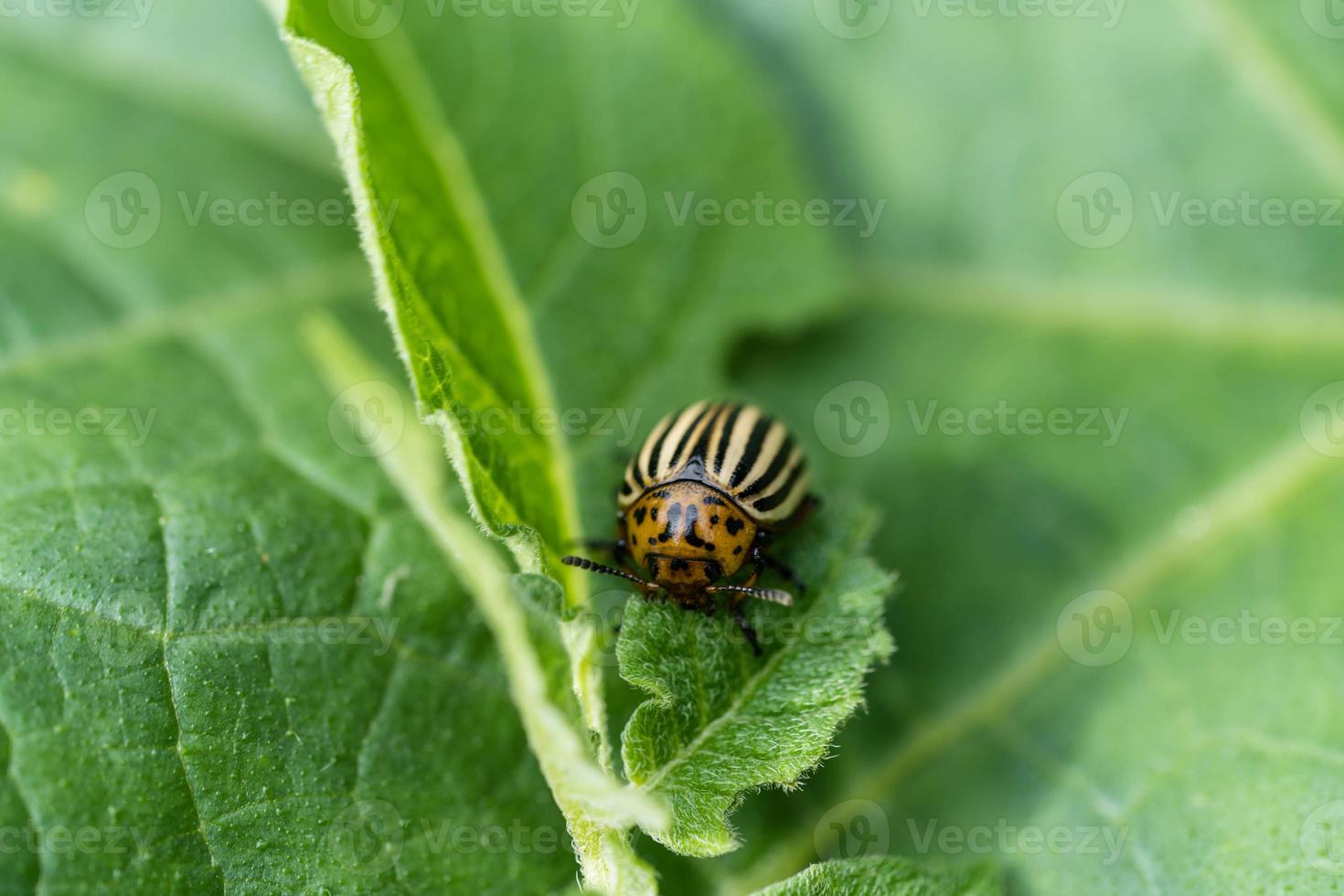 de coloradokever vernietigt de bladeren van aardappelplanten foto