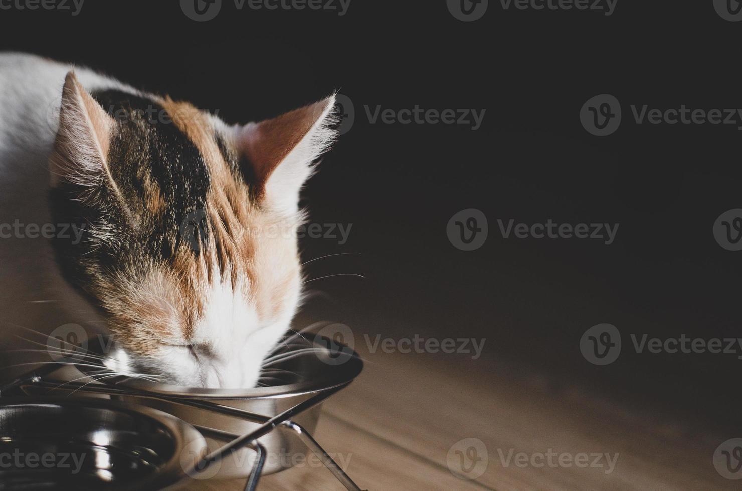 hongerige driekleurige kat eet droogvoer foto