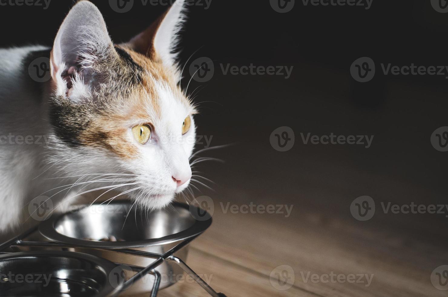 hongerige driekleurige kat eet droogvoer foto