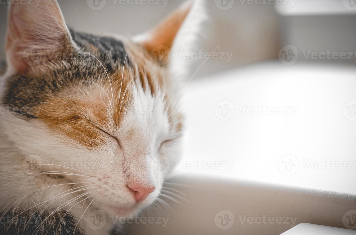 slapende driekleurige kat foto