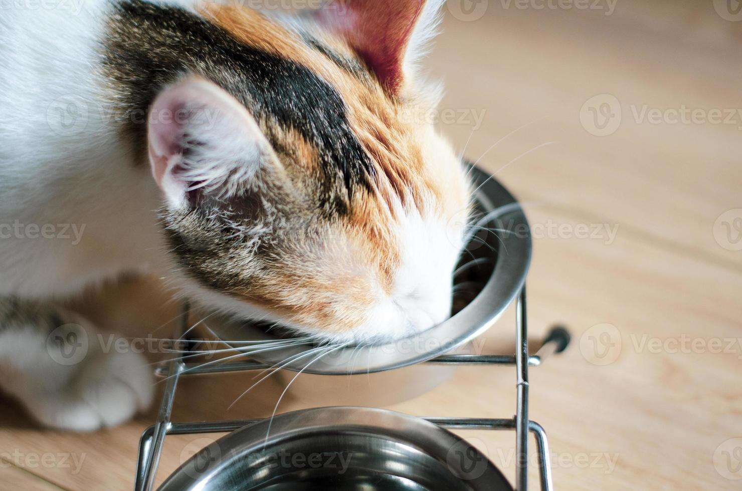 hongerige driekleurige kat eet droogvoer foto