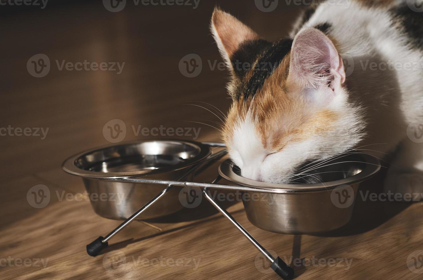 hongerige driekleurige kat eet droogvoer foto