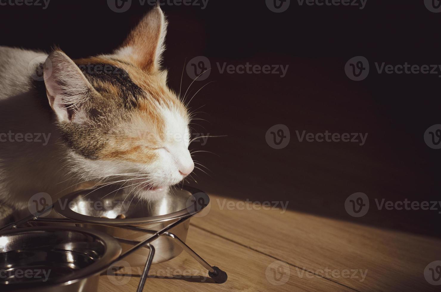 hongerige driekleurige kat eet droogvoer foto