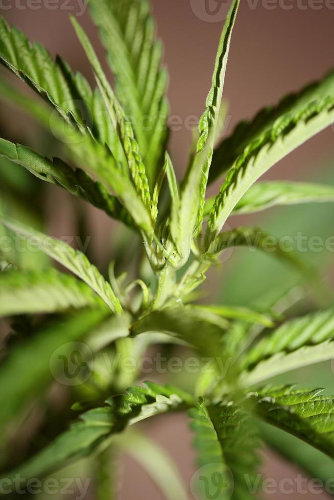 wietplant eerste bladeren close-up moderne prints familie cannabaceae foto