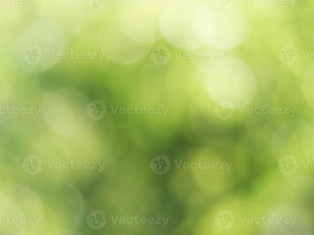 natuurlijke bokehachtergrond, wazig groen boomblad foto
