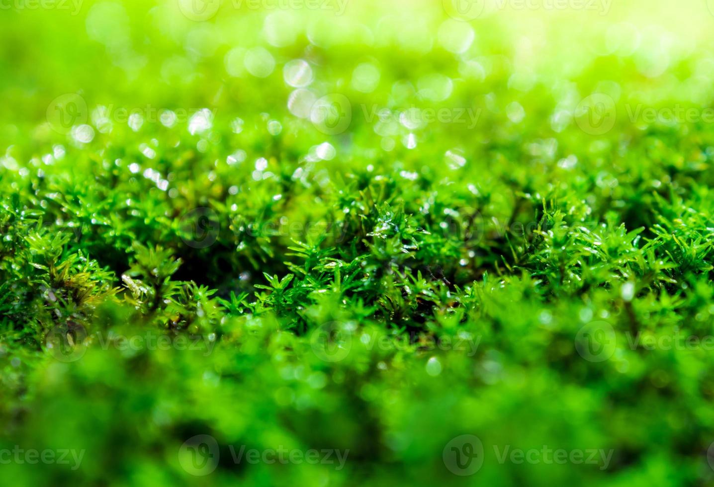 versheid groen mos groeit op de vloer met waterdruppels in het zonlicht foto