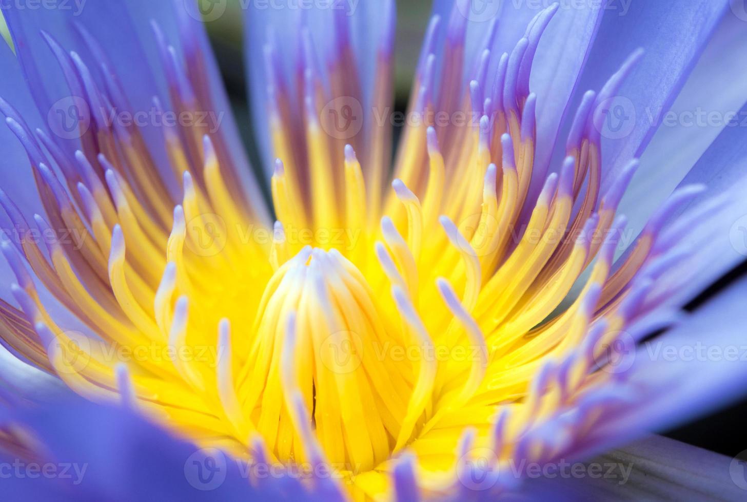 blauw bloemblad en geel stuifmeel van waterlelie foto