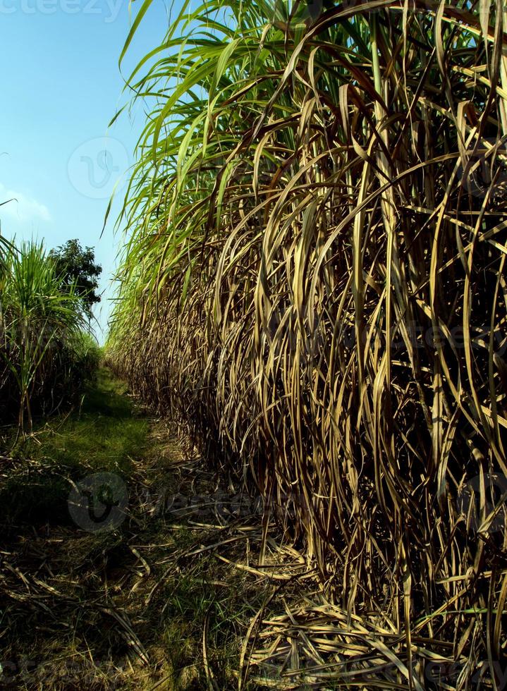 overwoekerd riet overstroomde het hoofd van de suikerrietboerderij foto