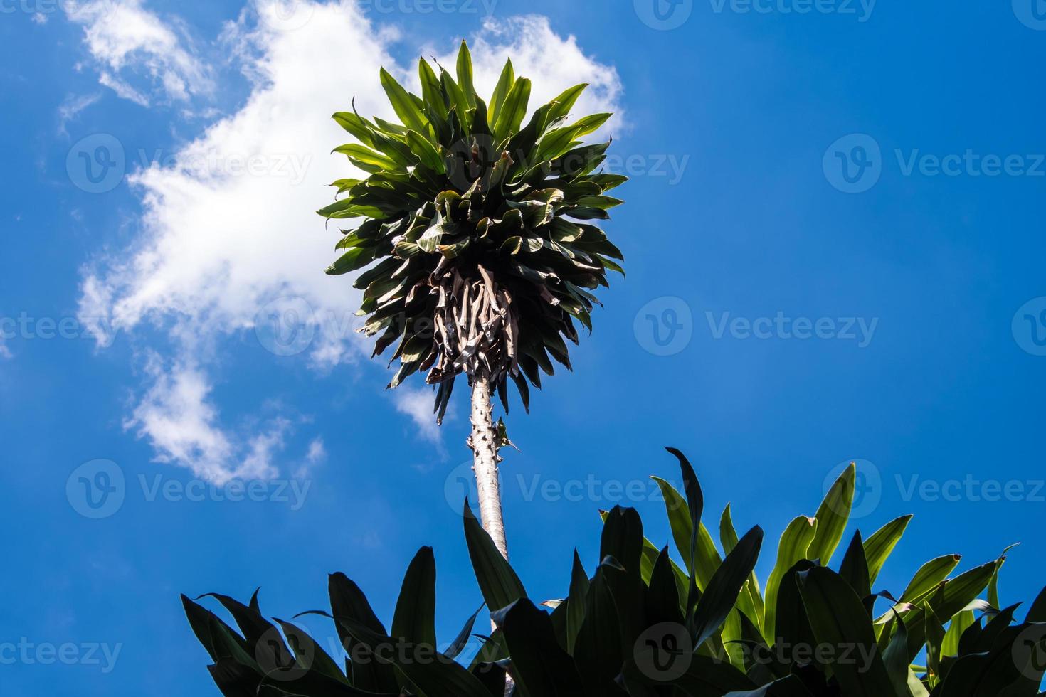 de bladeren van de dracaena-plant, kijkend naar de lucht foto