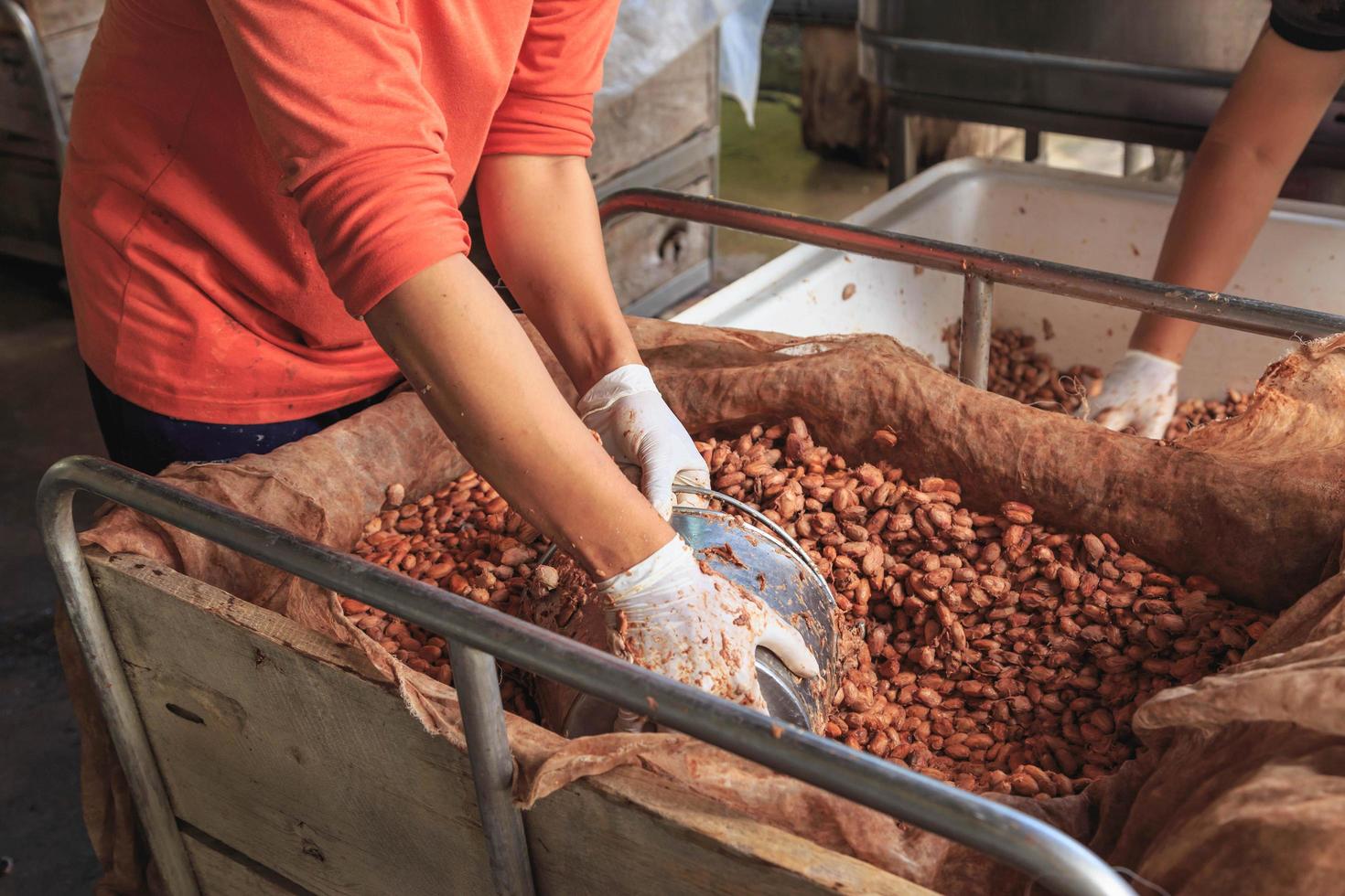 het proces van het fermenteren van verse cacaobonen om chocolade te maken foto