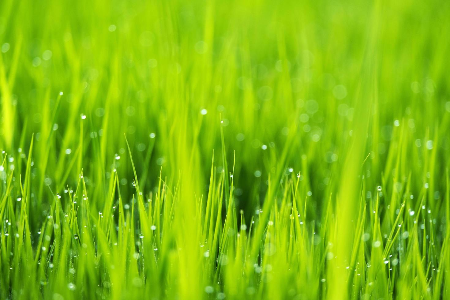 lente of zomer seizoen abstracte natuur achtergrond foto