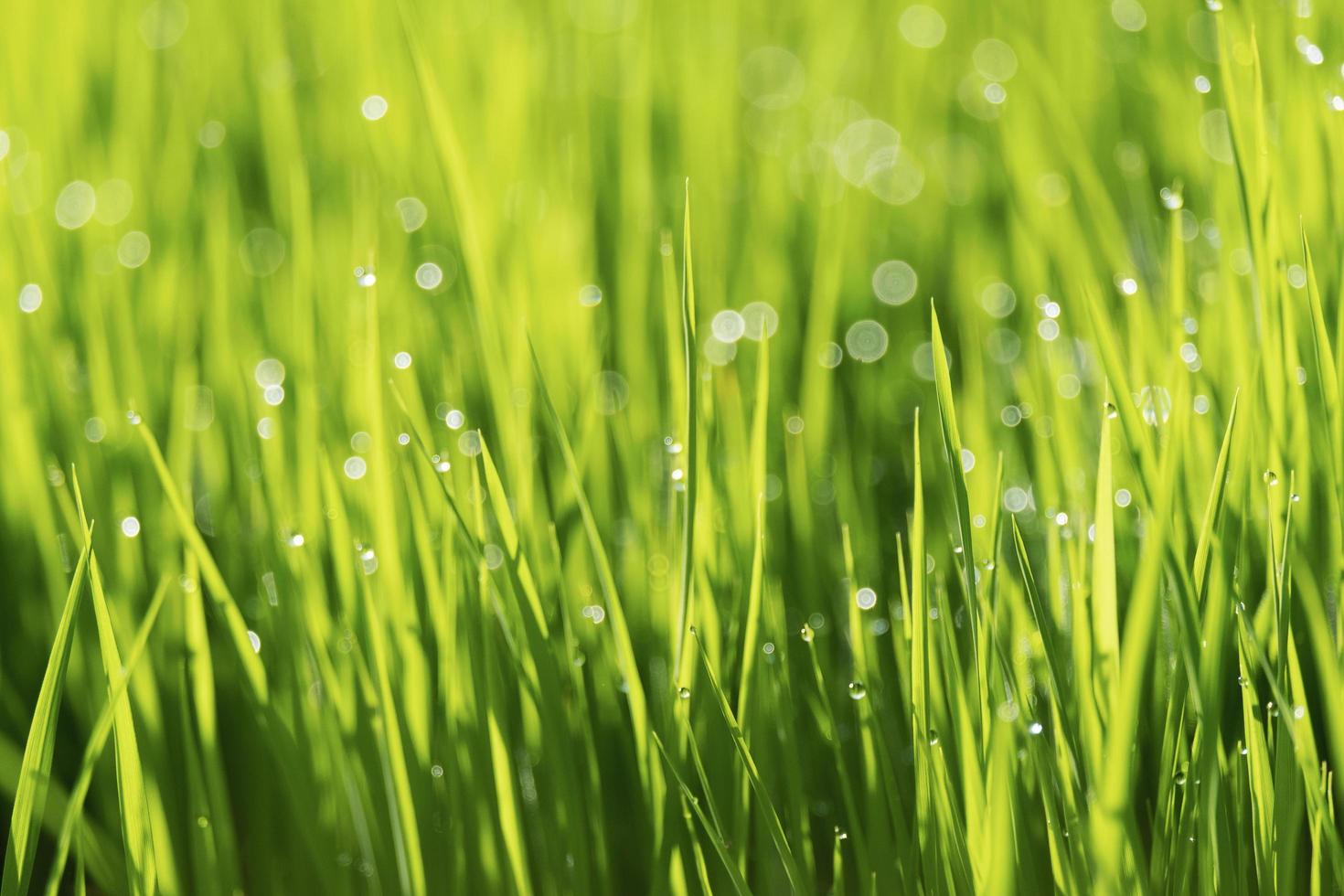 lente of zomer seizoen abstracte natuur achtergrond foto