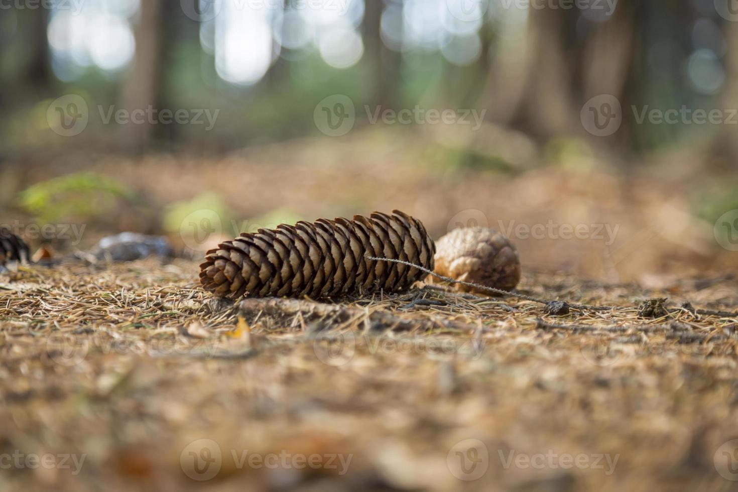 dennenappels liggen op de grond foto