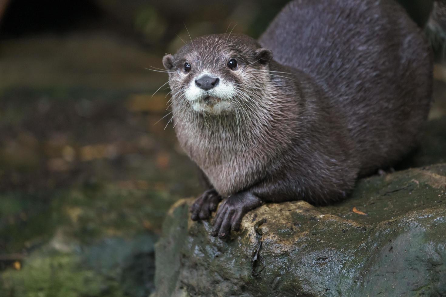 Aziatische kleine klauwde otter foto