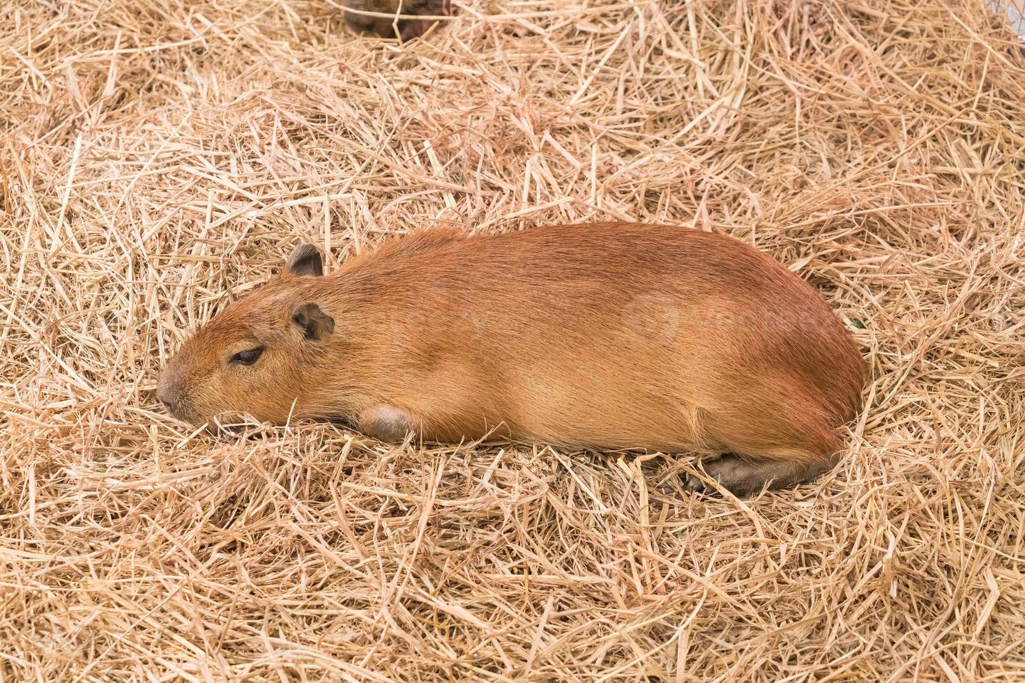 gigantische rat of capibara foto
