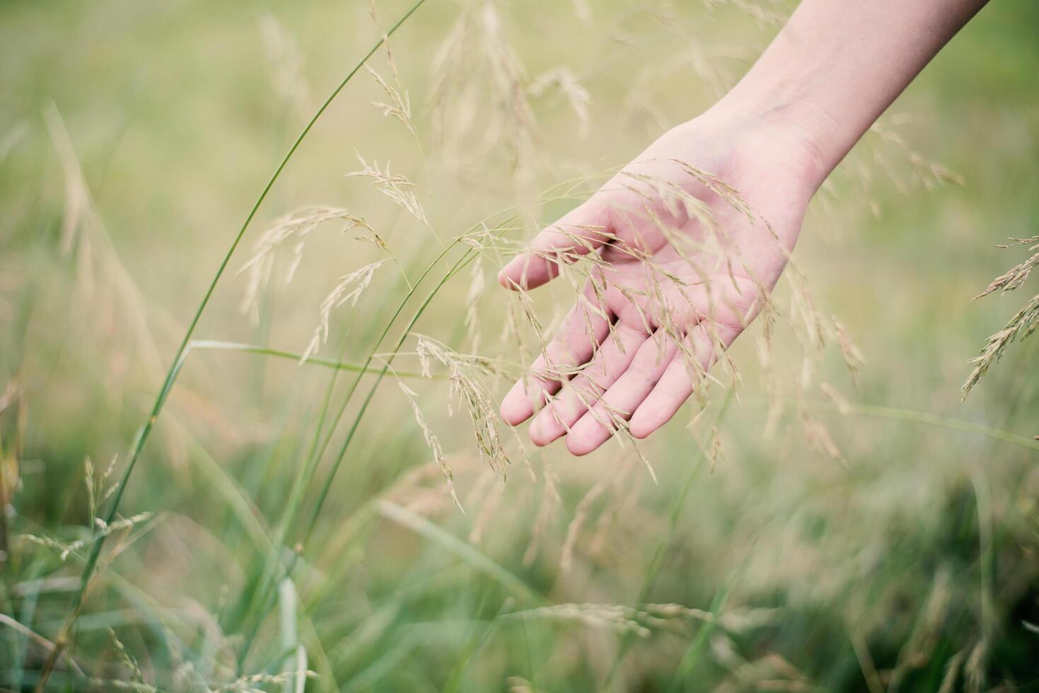 vrouw hand aanraken van groen gras op weiden. foto