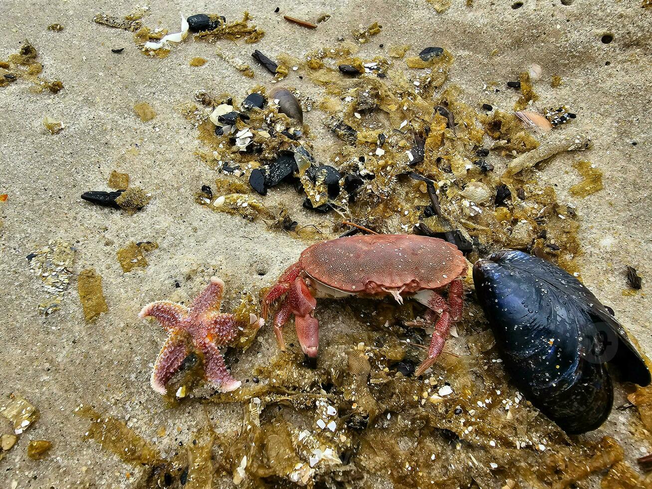 noorden zee krabben Aan de strand in blavand Denemarken foto