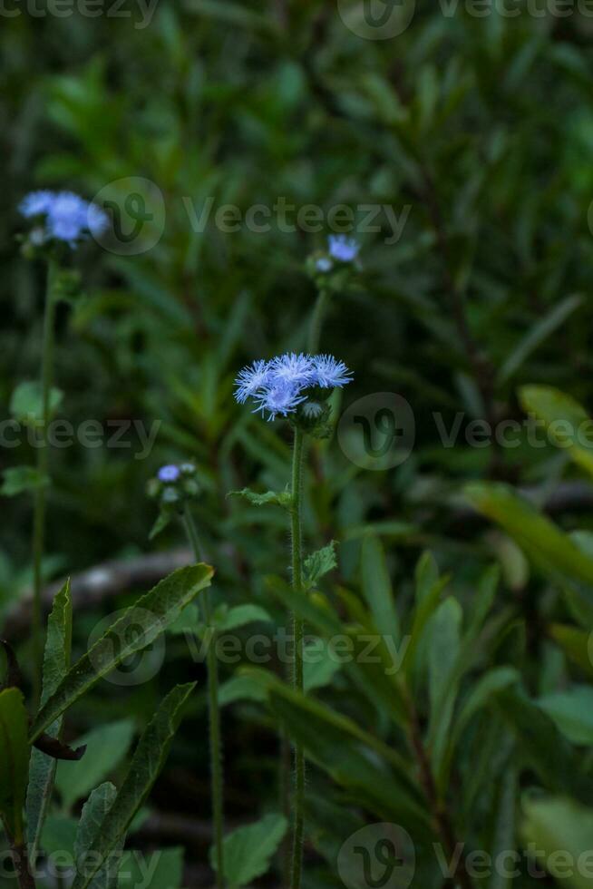 detailopname van aard blauw schoonheid foto