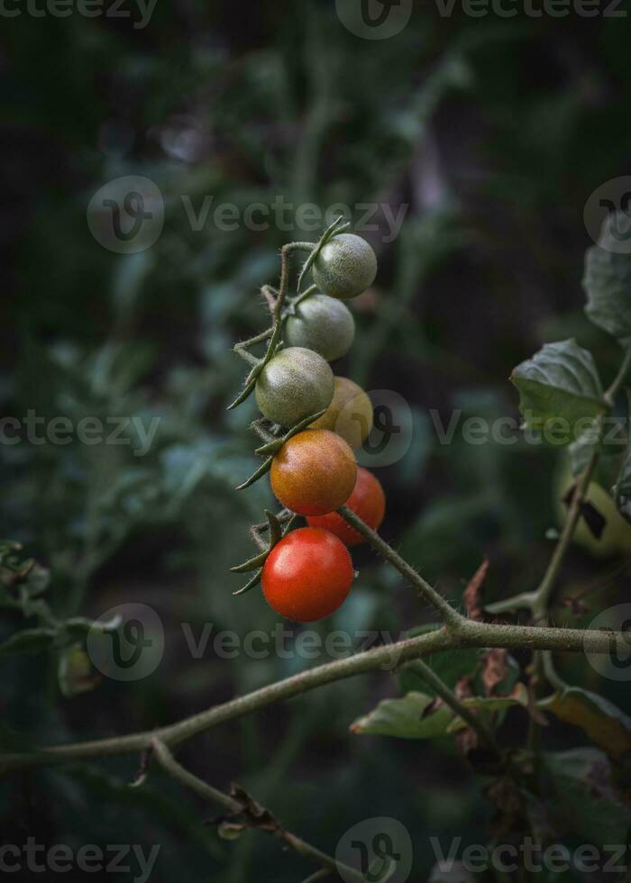 rijpen bundel van kers tomaten. foto