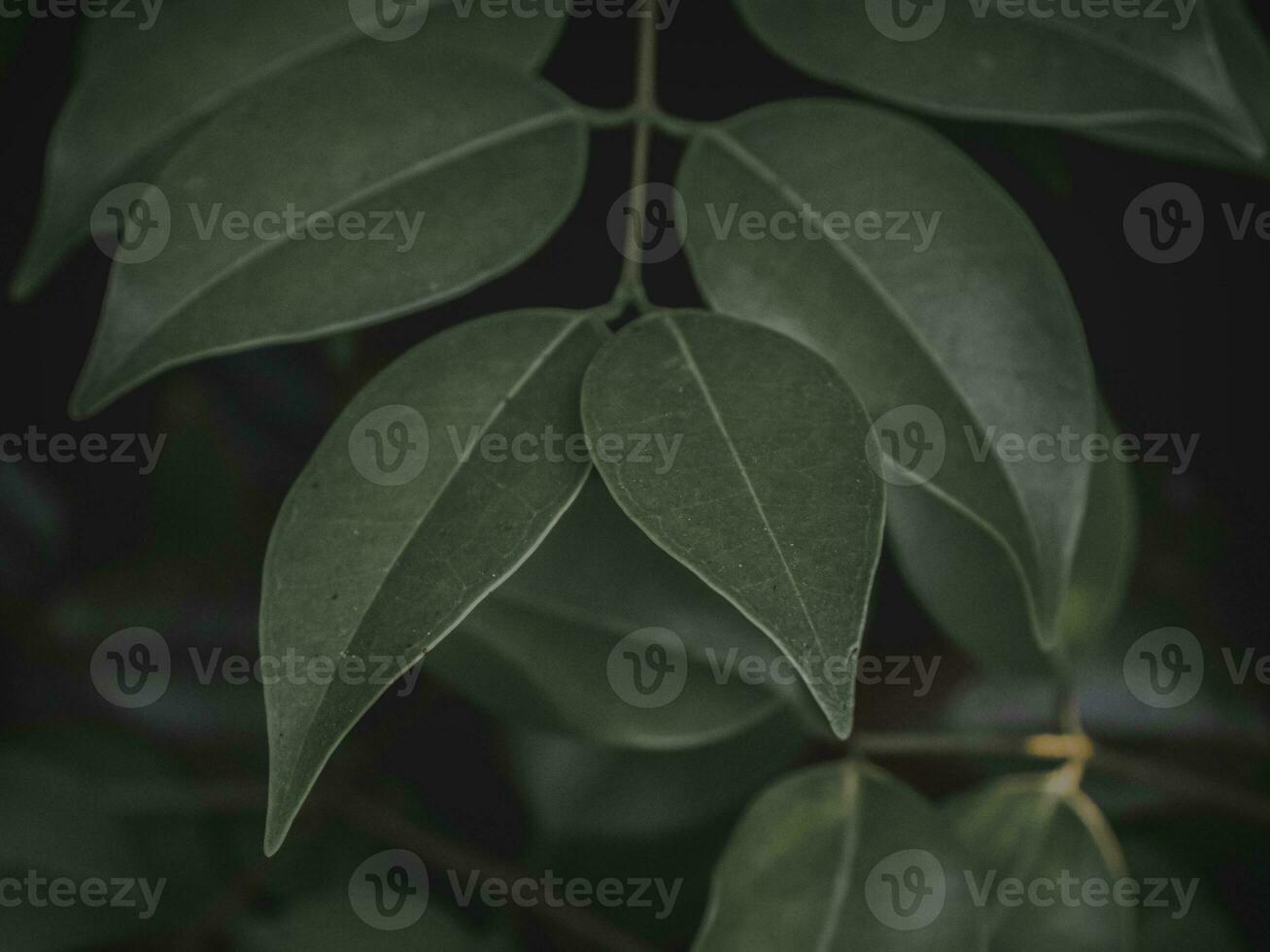 humeurig groen bundel van bladeren. foto