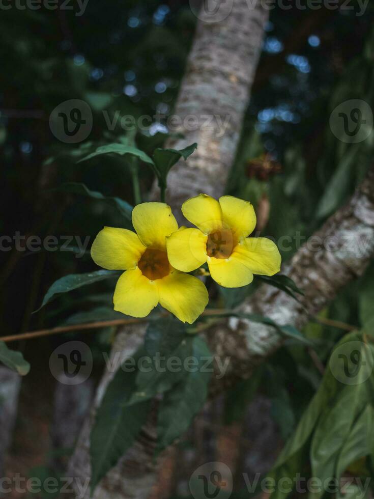 gele bloem in de tuin. foto