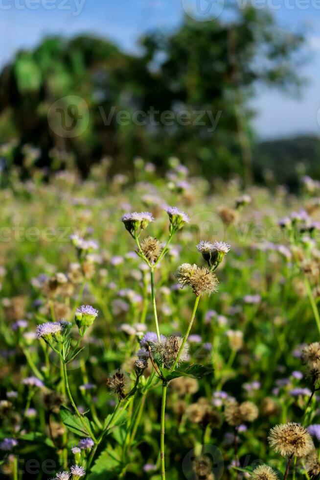 macro fotografie, detailopname, bloemen, planten foto