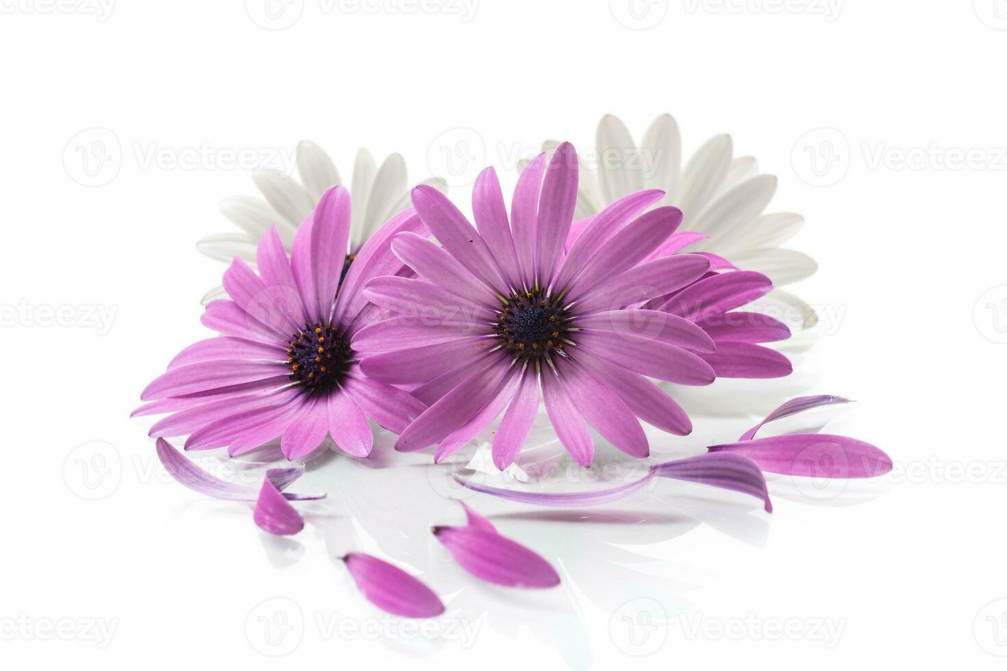 mooi wit en Purper osteospermum bloemen Aan wit achtergrond foto