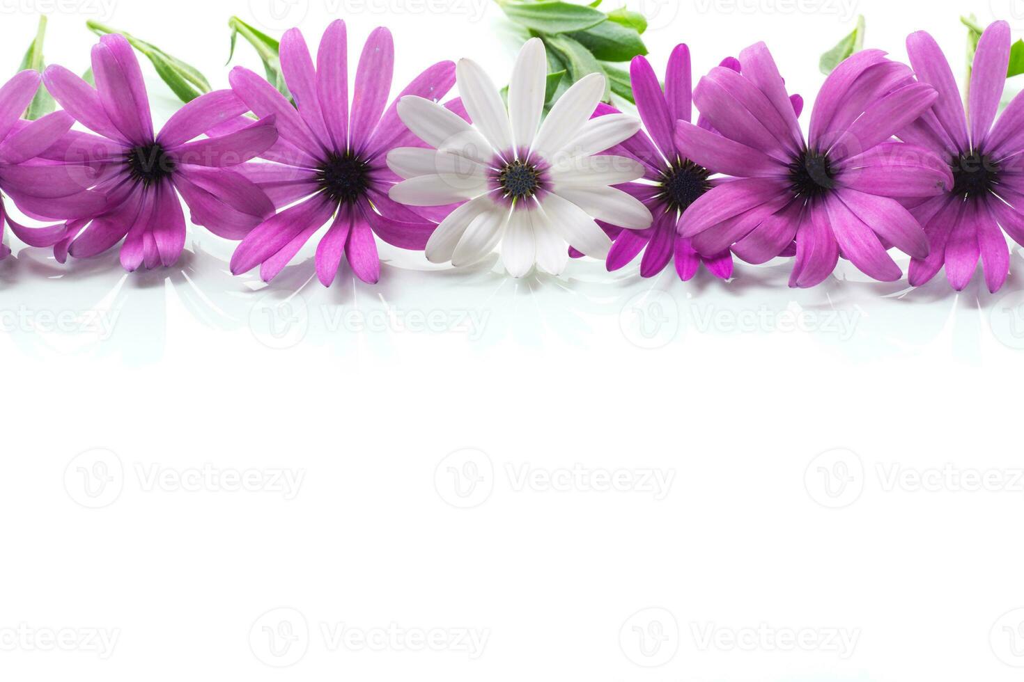 mooi wit en Purper osteospermum bloemen Aan wit achtergrond foto