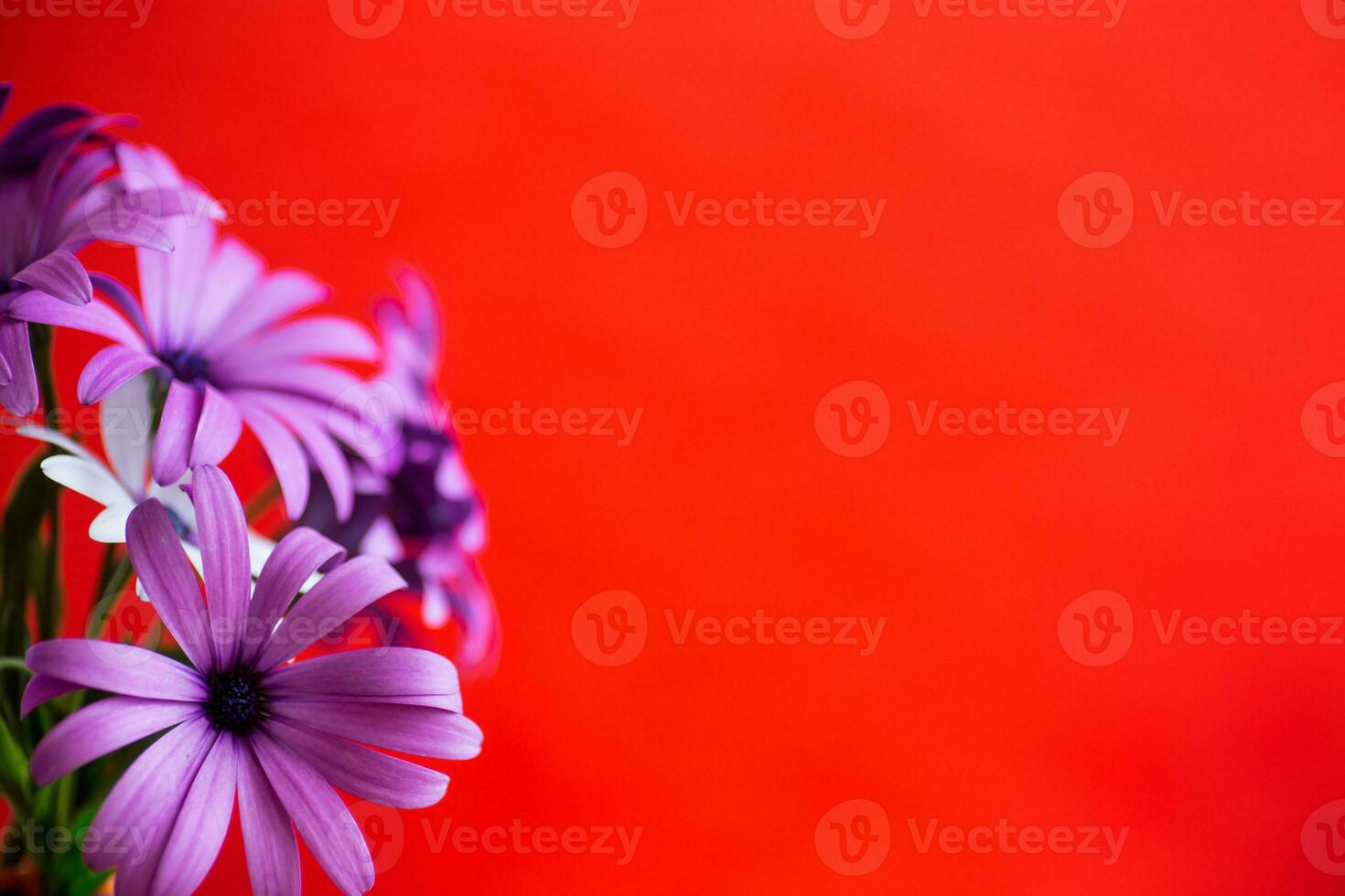 mooi wit en Purper osteospermum bloemen Aan rood achtergrond foto