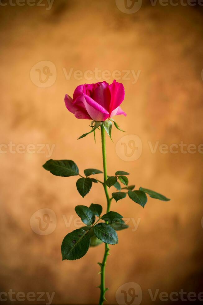 bloemen van mooi bloeiend rood roos Aan bruin achtergrond foto