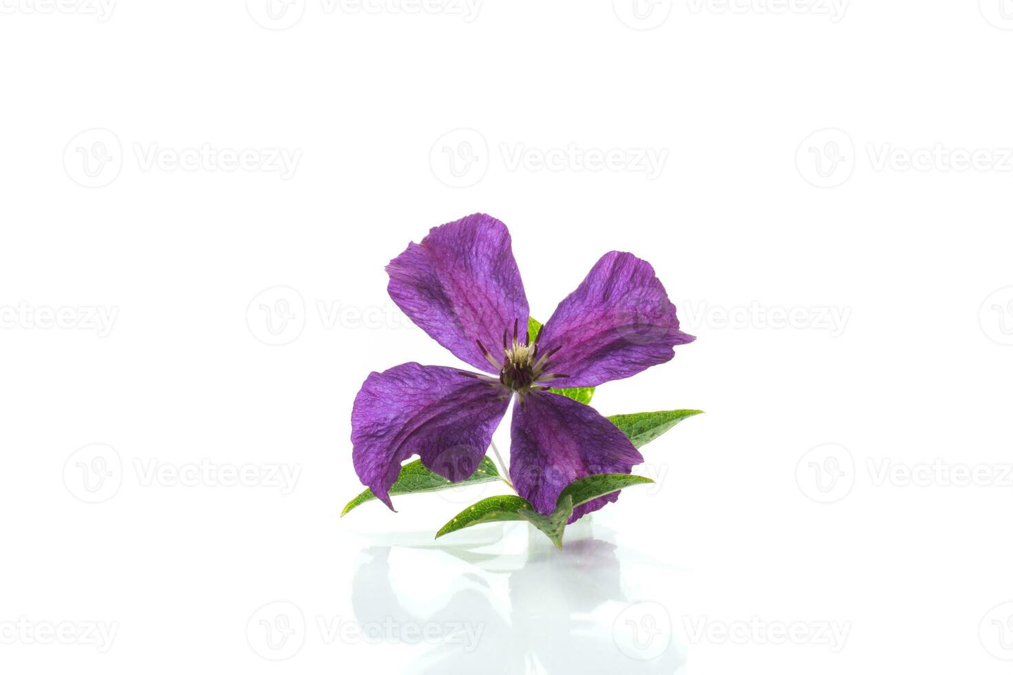 Purper mooi single clematis bloem Aan een wit achtergrond. foto
