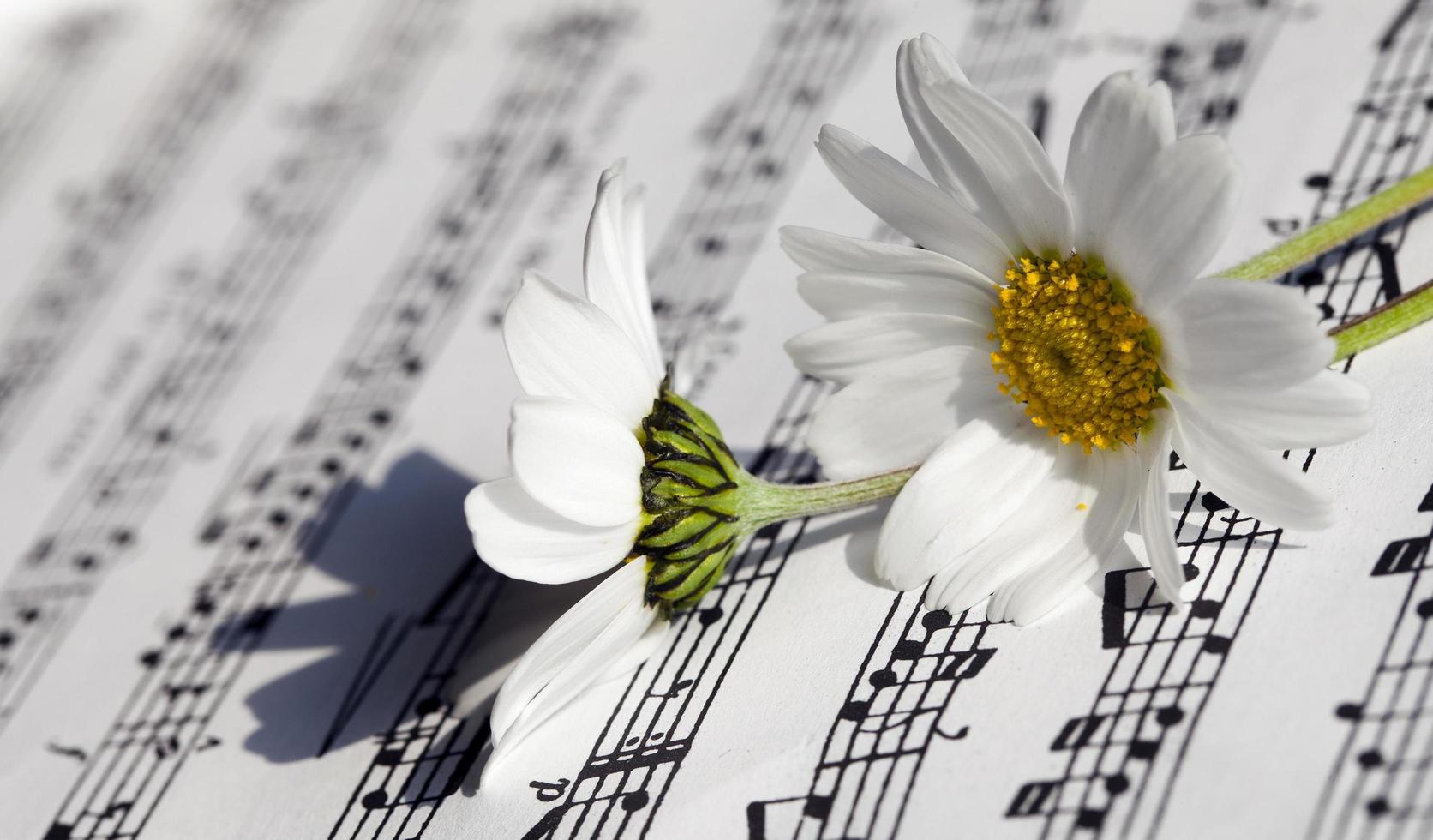 bloem flora madeliefje en bladmuziek notities foto