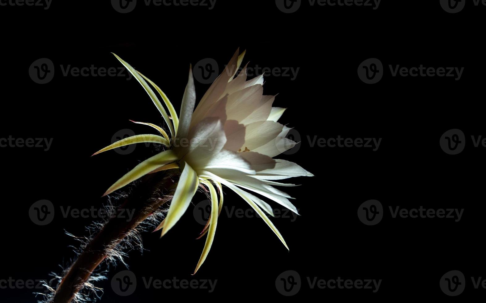 witte kleur met pluizig harig van cactusbloem op zwarte achtergrond foto