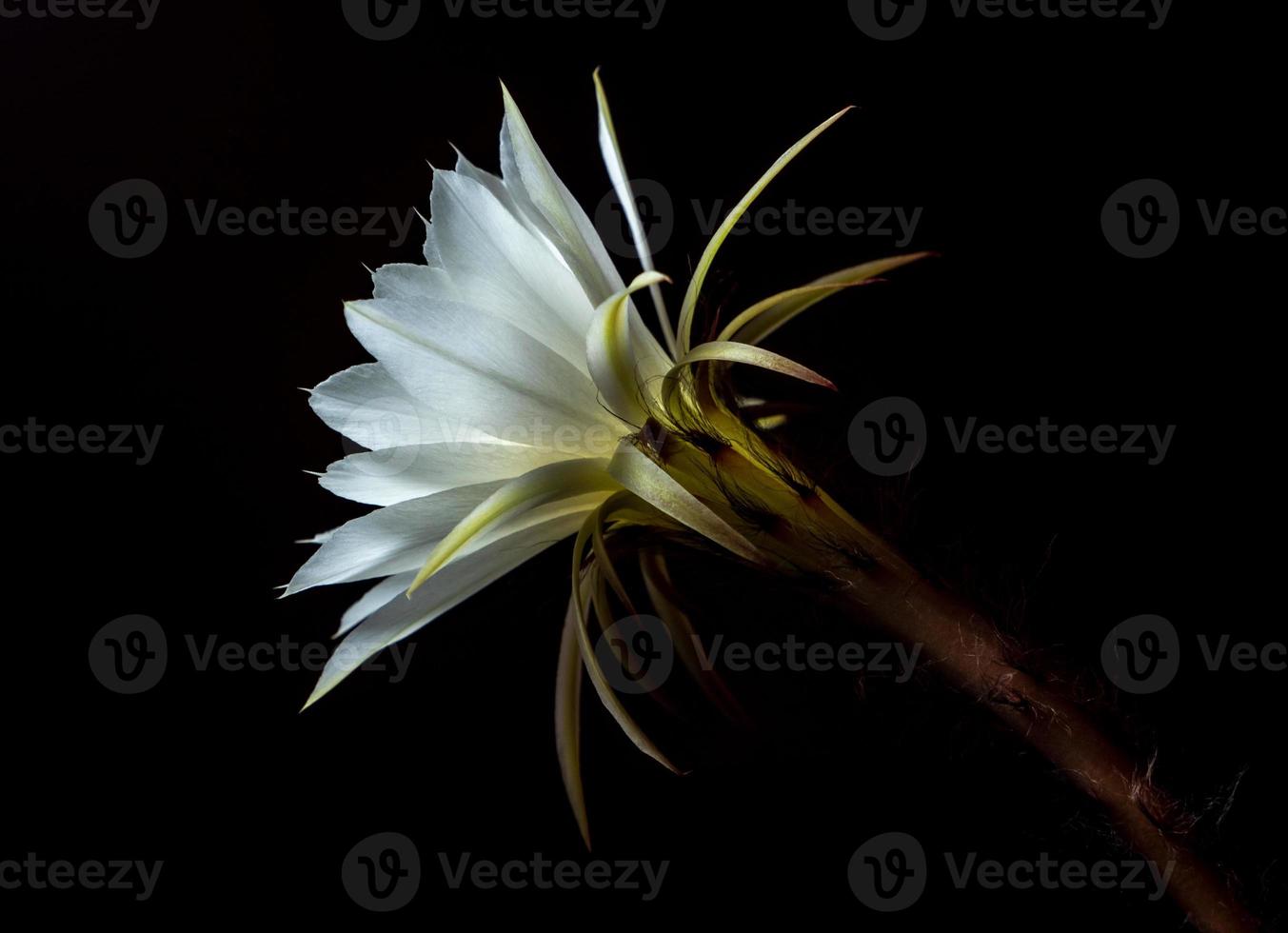 witte kleur met pluizig harig van cactusbloem op zwarte achtergrond foto