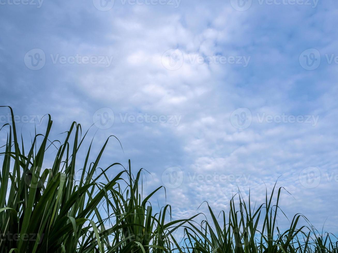 blad van suikerrietbladeren in de boerderij en de blauwe lucht foto