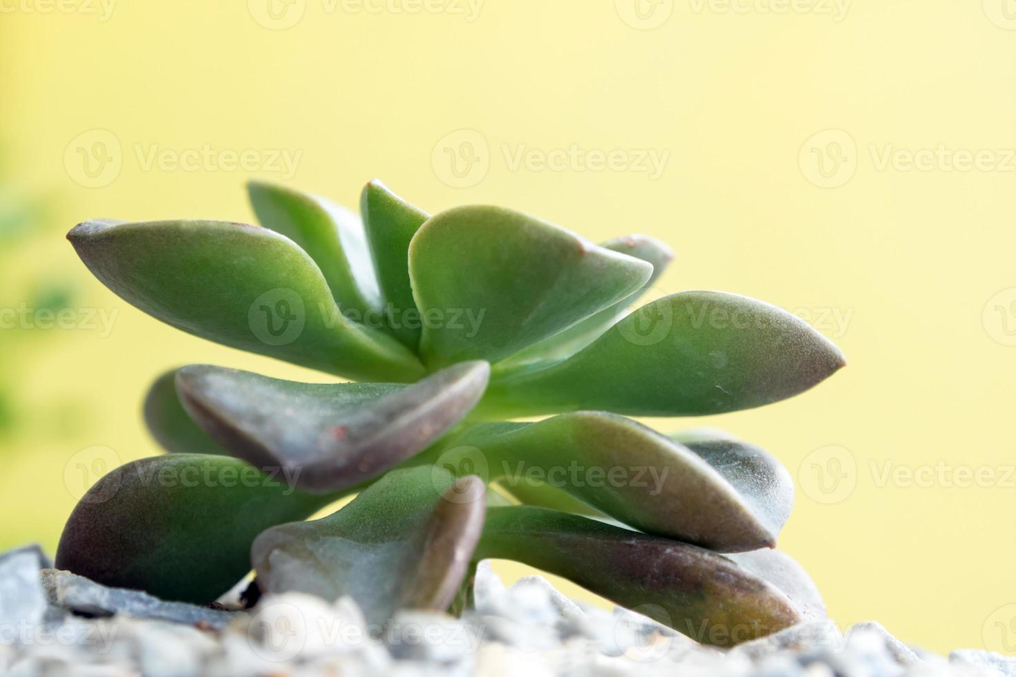 vetplant close-up verse bladeren detail van echeveria melaco foto