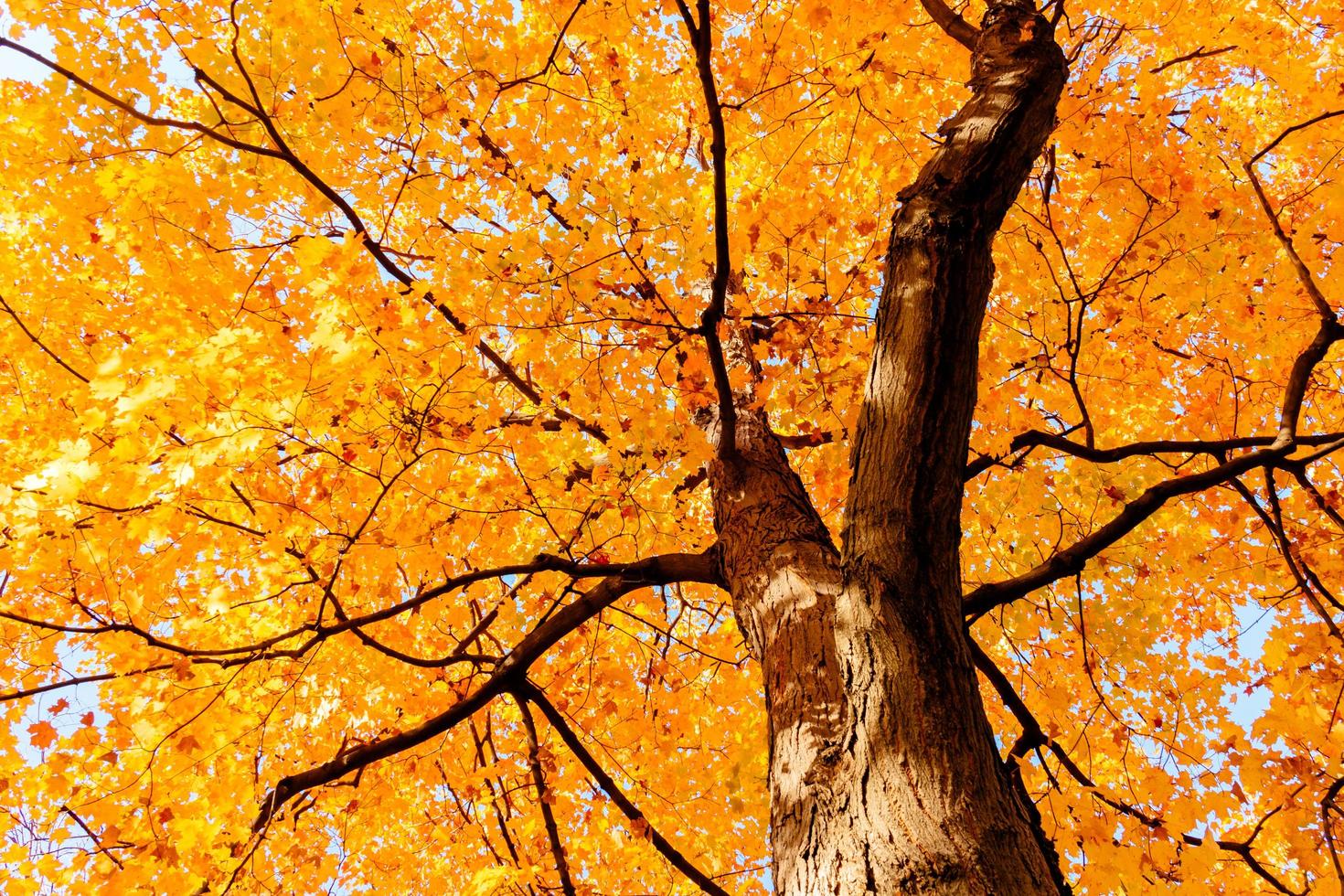 gele bladeren en takken in de herfst foto