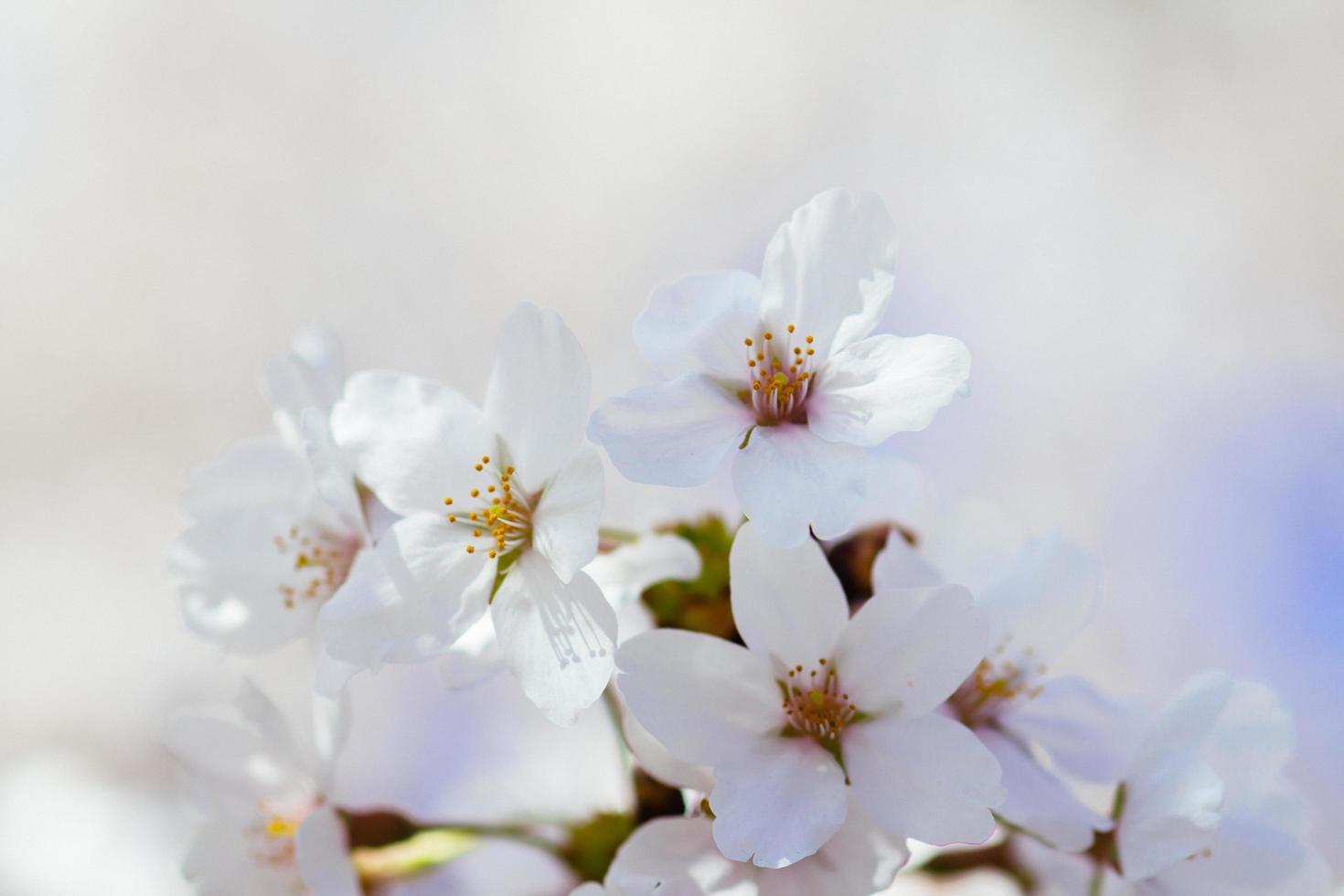 kersenbloesems bij getijdebassin. foto