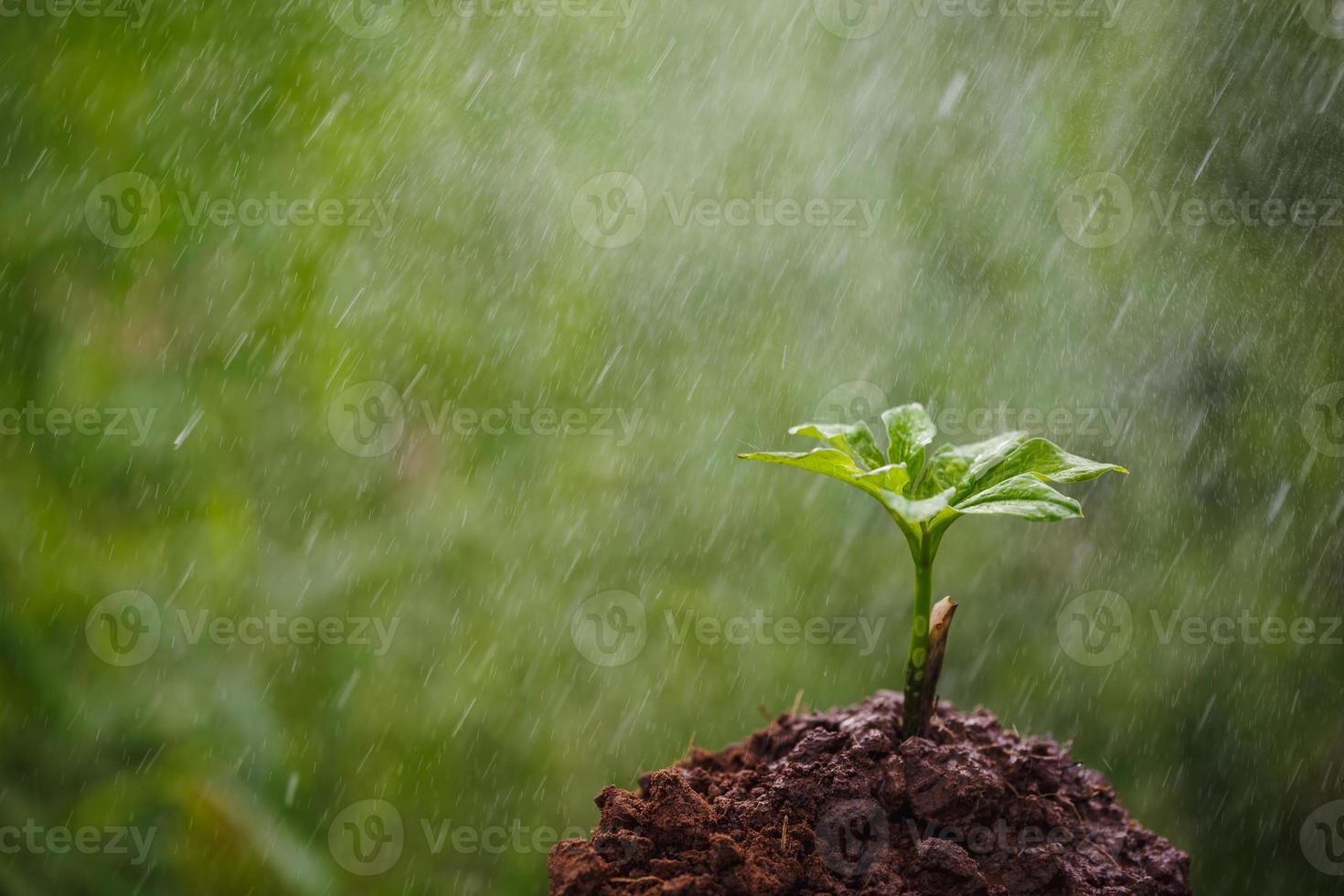 jonge konjac plant met de regen foto