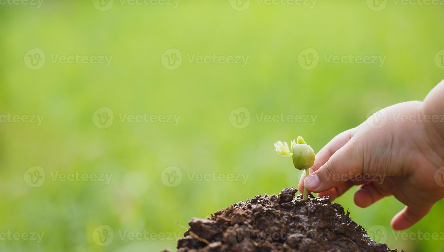 MVO doen door bomen te planten foto