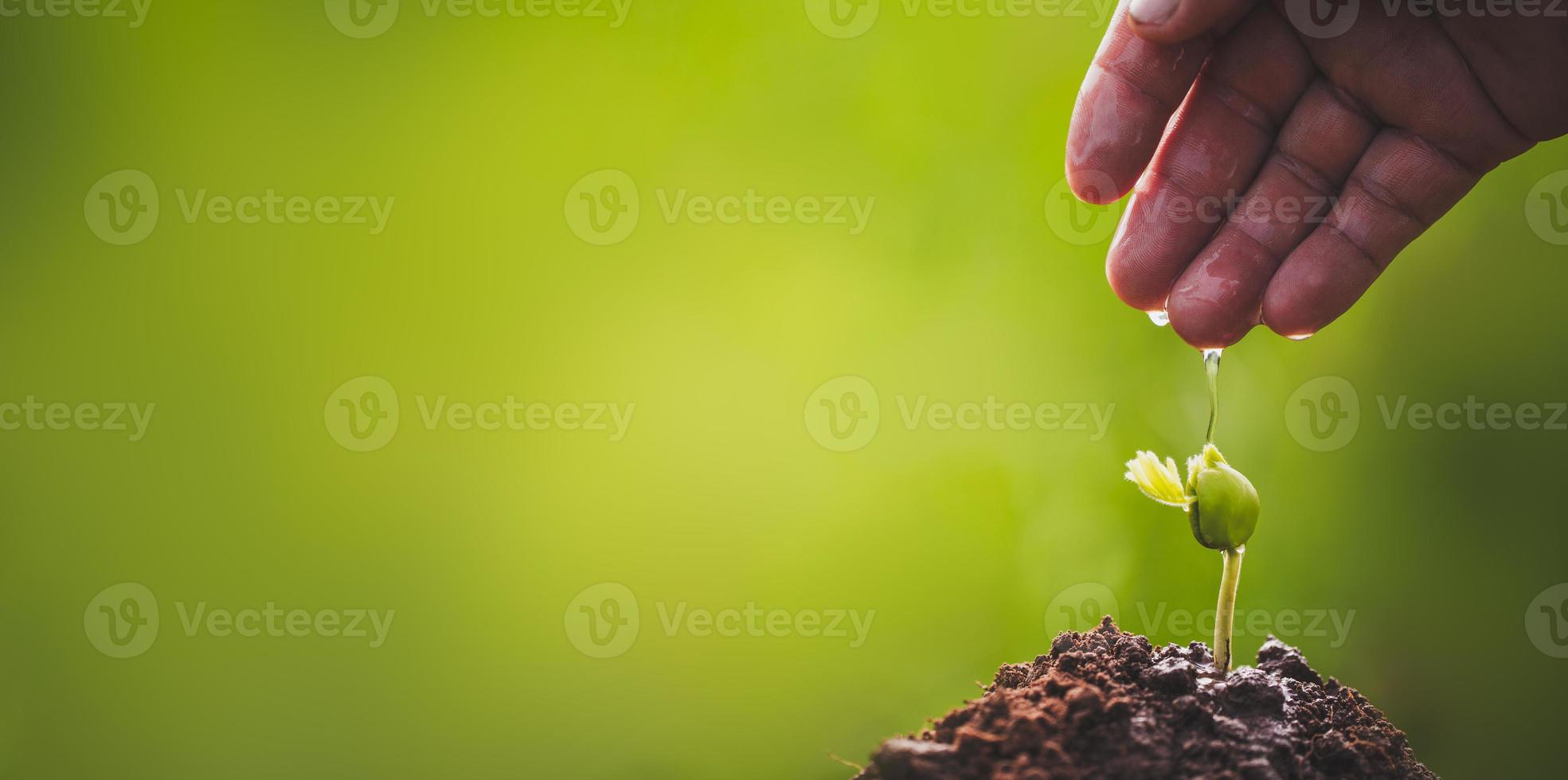 hand groeit en voedt spruiten van bomen foto