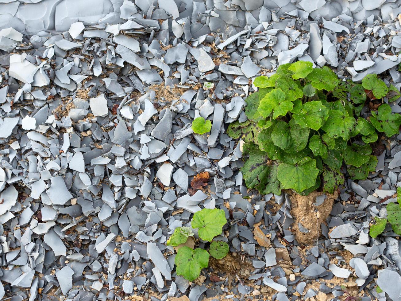 bergrots met grijze stenen en groen gras foto