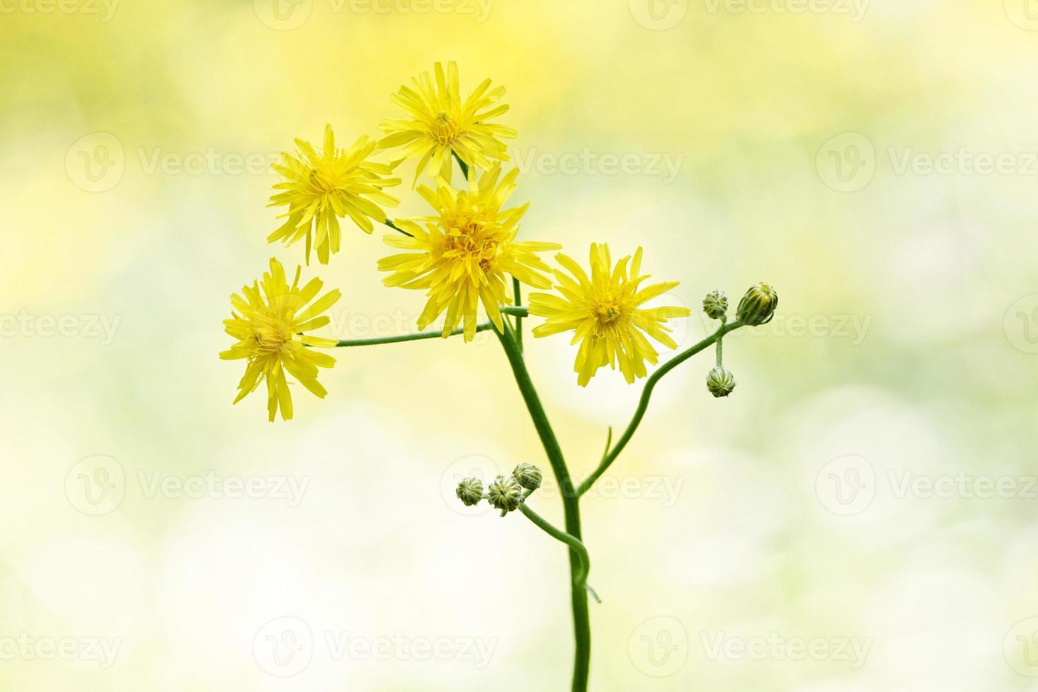 crepis biennis, tak met knoppen en bloemen van ruwe haviksbaard foto