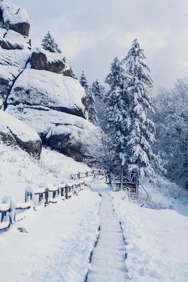 bergen bomen bedekt met sneeuw. de bomen zijn bevroren foto