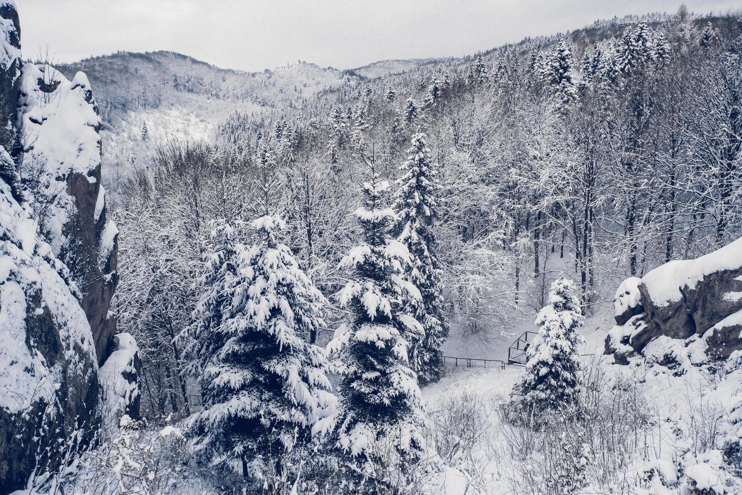 bergen bomen bedekt met sneeuw. de bomen zijn bevroren foto