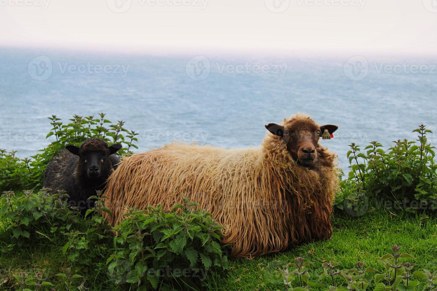 portret van Faeröerse schapen foto